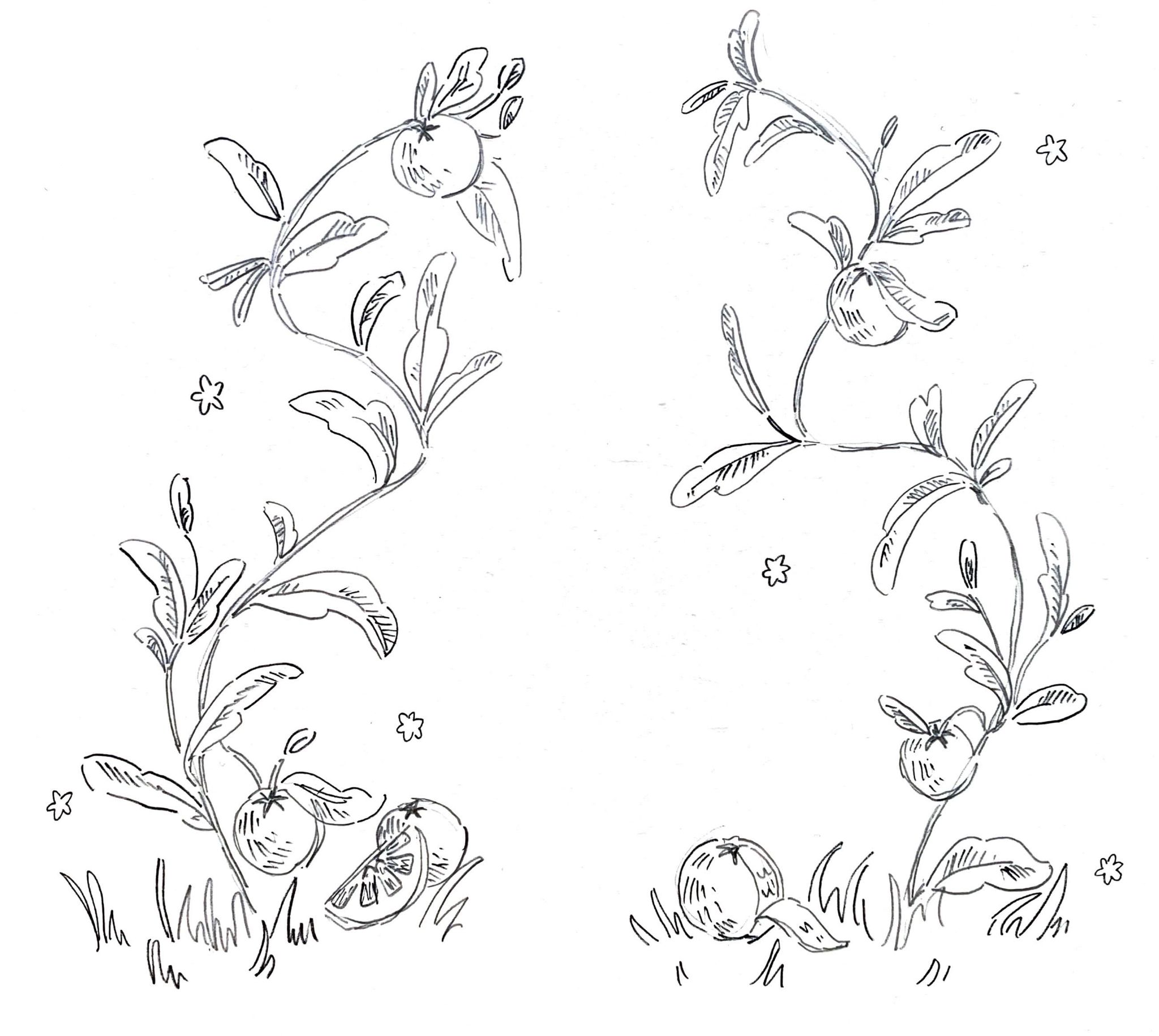 A cleaned sketch of two gently spiraling plants with oranges attached.